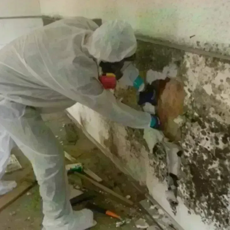 Mold Remediation and Removal in Iota, LA